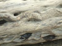 wood_01