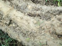wood_08
