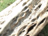 wood_11