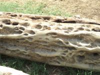 wood_12